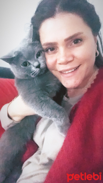 British Shorthair, Kedi  Paris fotoğrafı