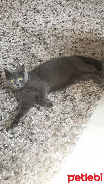 British Shorthair, Kedi  Paris fotoğrafı
