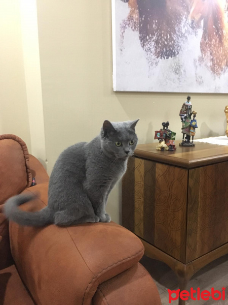 British Shorthair, Kedi  Paris fotoğrafı
