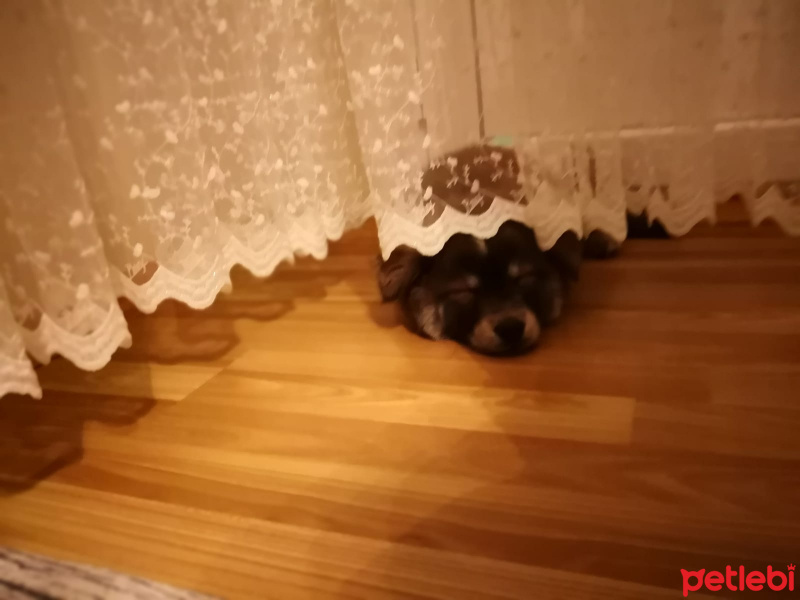 Chow Chow (çin Aslanı), Köpek  Leon fotoğrafı