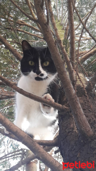 Tuxedo (Smokin) Kedi, Kedi  Mimi fotoğrafı
