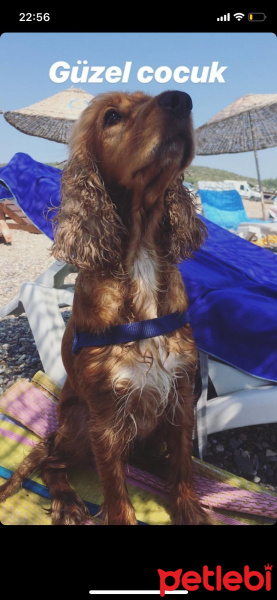 Amerikan Cocker Spaniel, Köpek  Sophie fotoğrafı