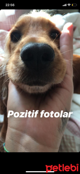 Amerikan Cocker Spaniel, Köpek  Sophie fotoğrafı