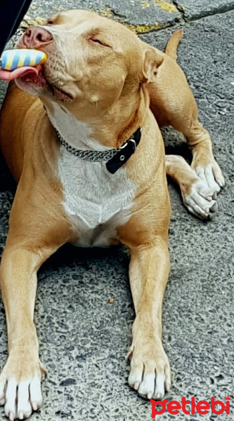 Amerikan Pitbull Terrier, Köpek  Hera fotoğrafı