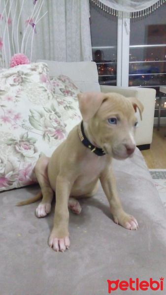 Amerikan Pitbull Terrier, Köpek  Hera fotoğrafı