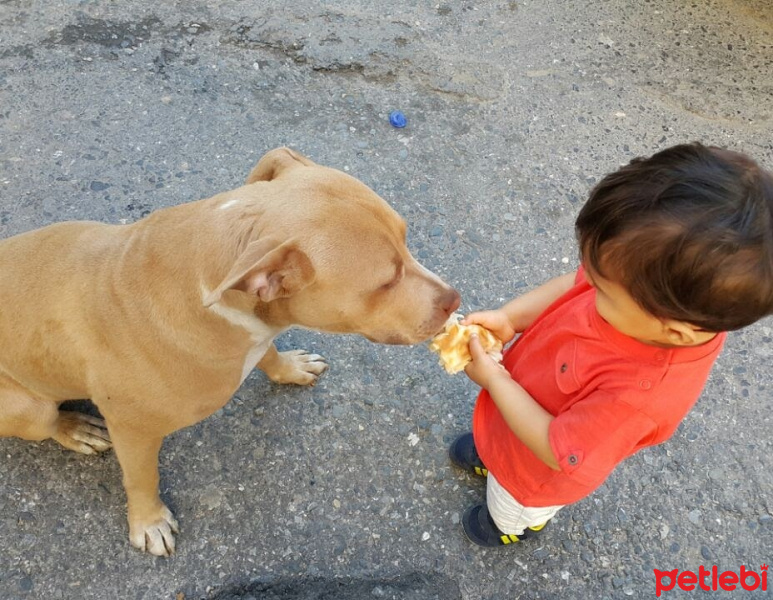 Amerikan Pitbull Terrier, Köpek  Hera fotoğrafı