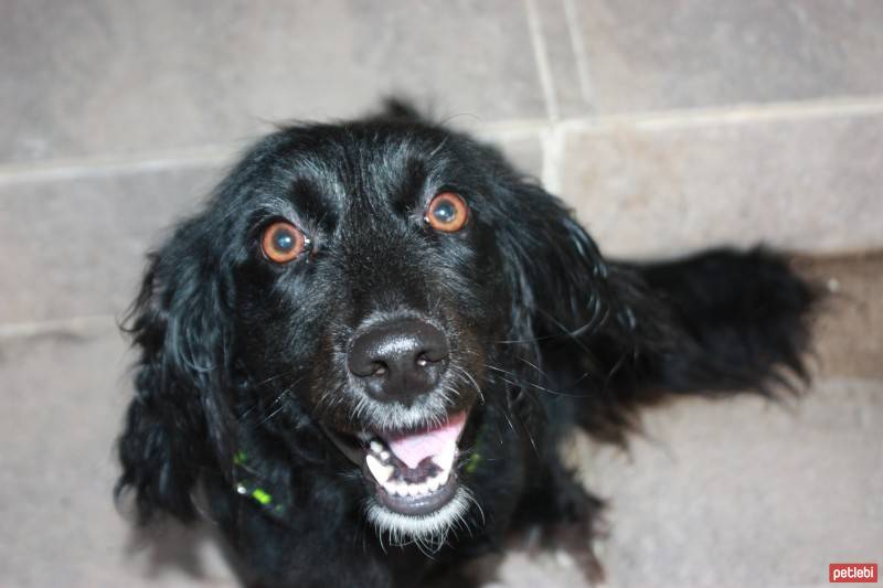 Amerikan Cocker Spaniel, Köpek  Chanel fotoğrafı