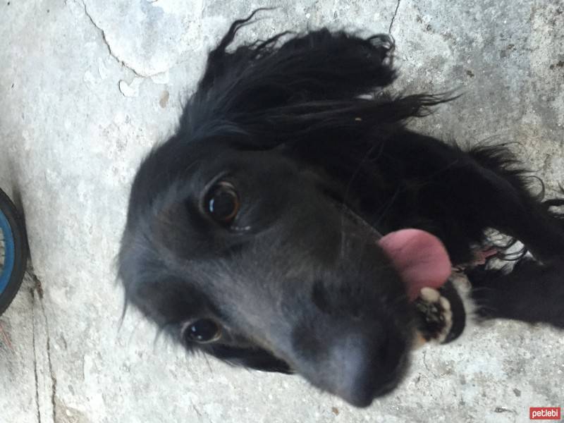 Amerikan Cocker Spaniel, Köpek  Chanel fotoğrafı