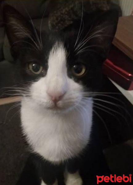 Tekir Kedi, Kedi  TİKİ fotoğrafı