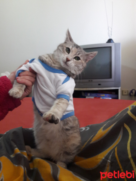 Tekir Kedi, Kedi  Karmen fotoğrafı