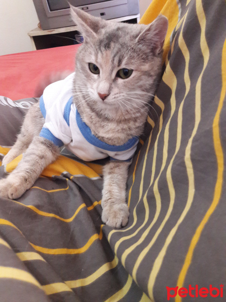 Tekir Kedi, Kedi  Karmen fotoğrafı