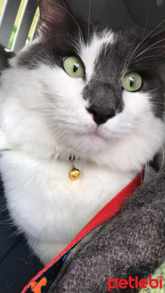 Chinchilla, Kedi  Bambi fotoğrafı
