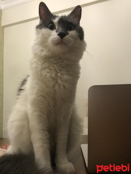 Chinchilla, Kedi  Bambi fotoğrafı