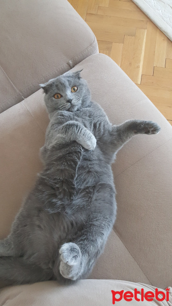 Scottish Fold, Kedi  Venüs fotoğrafı