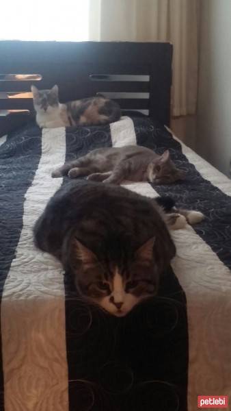 Tekir Kedi, Kedi  Paşa fotoğrafı