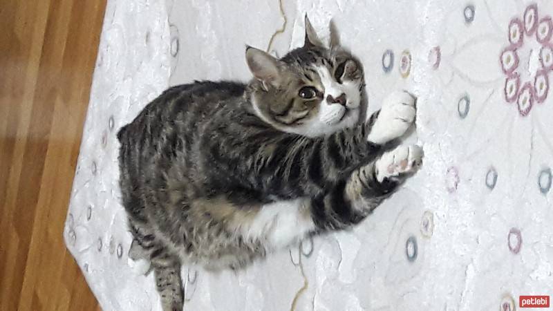 Tekir Kedi, Kedi  Paşa fotoğrafı