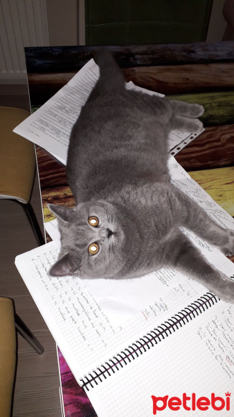 British Shorthair, Kedi  Mia fotoğrafı