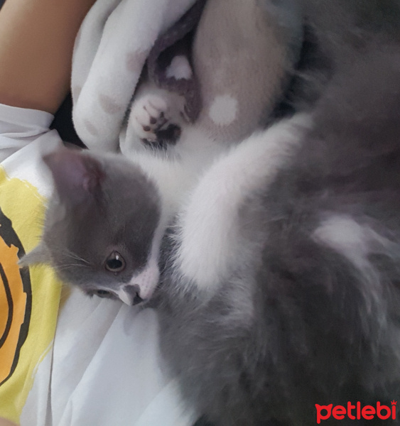British Shorthair, Kedi  Çakıl fotoğrafı