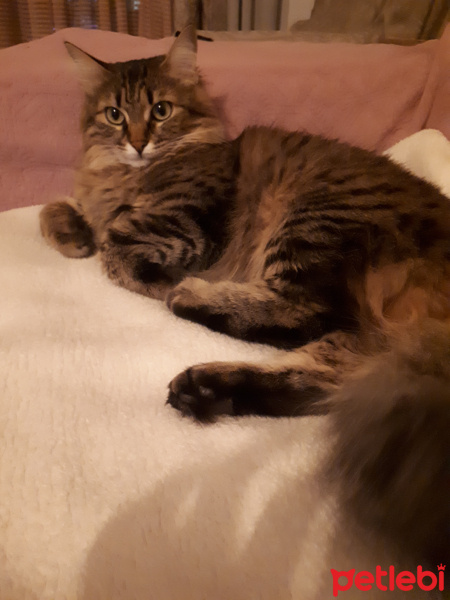 Tekir Kedi, Kedi  Reçi fotoğrafı