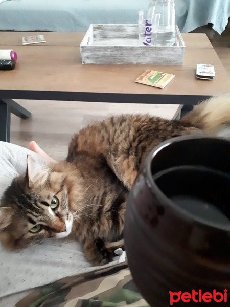 Tekir Kedi, Kedi  Reçi fotoğrafı