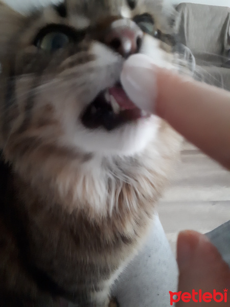 Tekir Kedi, Kedi  Reçi fotoğrafı