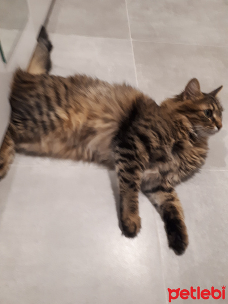 Tekir Kedi, Kedi  Reçi fotoğrafı