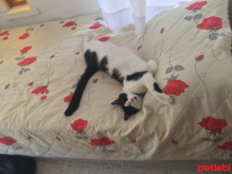 Tuxedo (Smokin) Kedi, Kedi  Oliver fotoğrafı