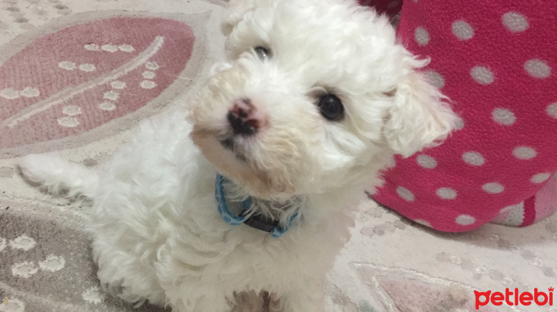 Maltese, Köpek  Miley fotoğrafı