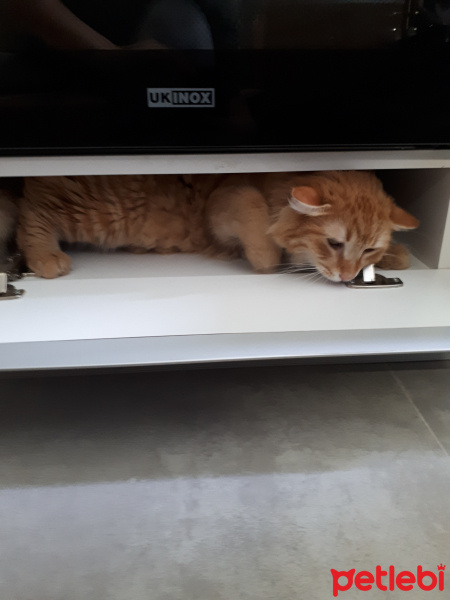 Sarman, Kedi  Leonidas fotoğrafı