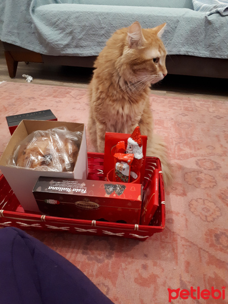 Sarman, Kedi  Leonidas fotoğrafı