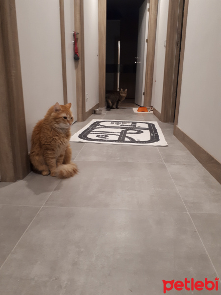 Sarman, Kedi  Leonidas fotoğrafı