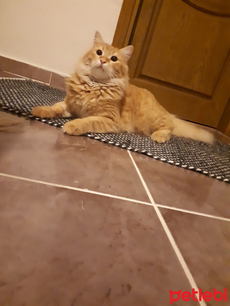 Sarman, Kedi  Leonidas fotoğrafı