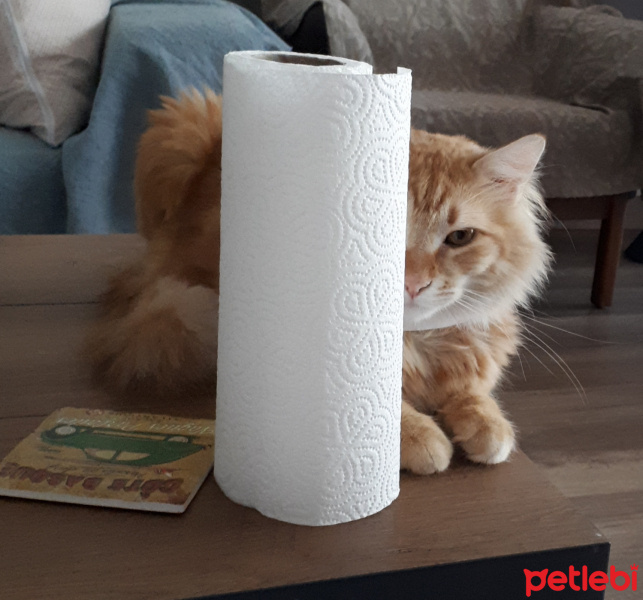Sarman, Kedi  Leonidas fotoğrafı