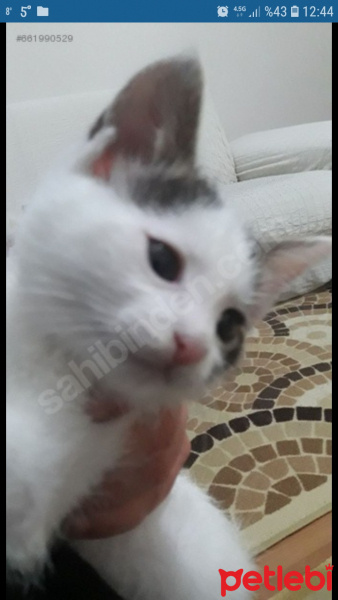 Tekir Kedi, Kedi  Kar fotoğrafı