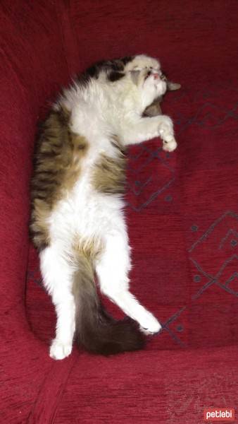 Tekir Kedi, Kedi  ÇORAP fotoğrafı