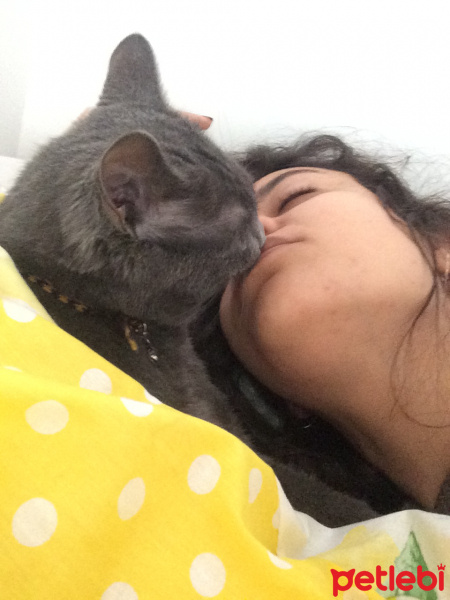 Tekir Kedi, Kedi  Nietzche(Niçe) fotoğrafı