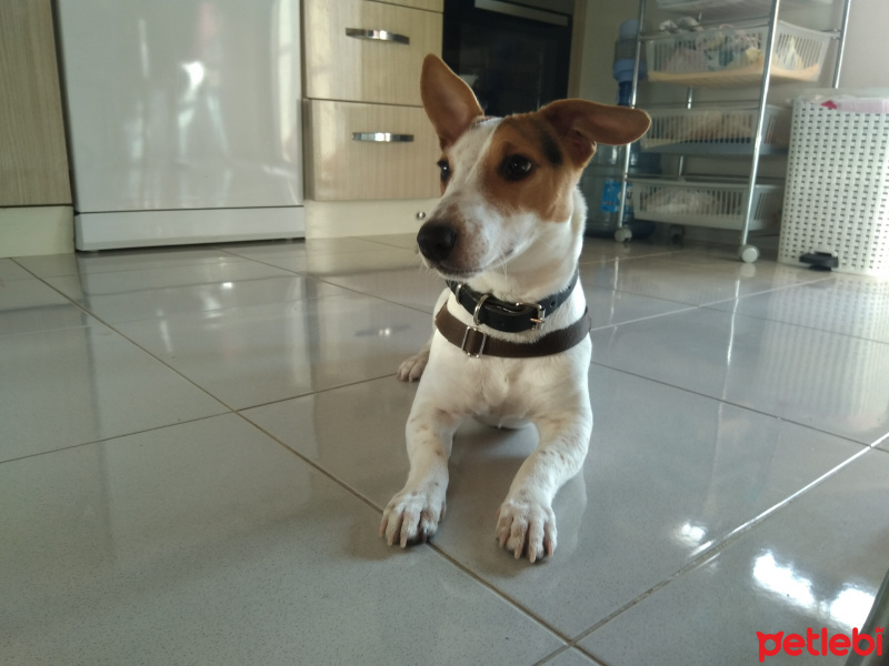 Jack Russell Terrier, Köpek  Kamil fotoğrafı