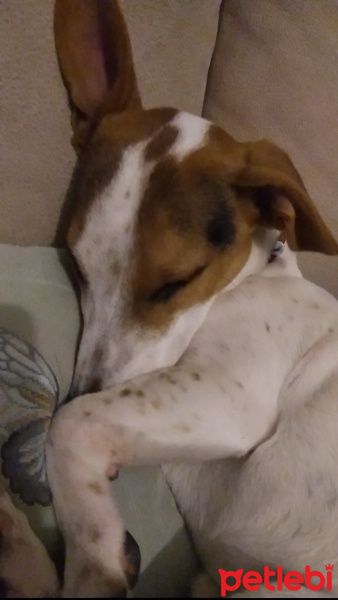 Jack Russell Terrier, Köpek  Kamil fotoğrafı