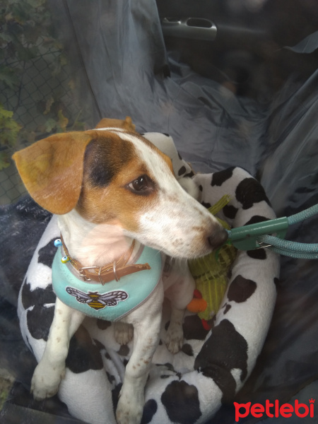 Jack Russell Terrier, Köpek  Kamil fotoğrafı