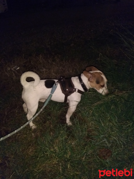 Jack Russell Terrier, Köpek  Kamil fotoğrafı