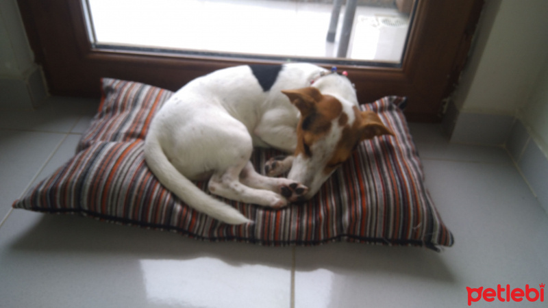 Jack Russell Terrier, Köpek  Kamil fotoğrafı