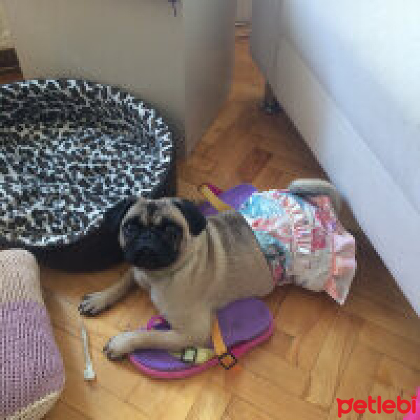Pug, Köpek  PUGGY fotoğrafı