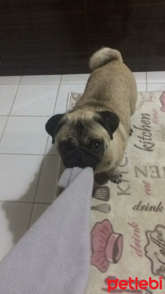 Pug, Köpek  PUGGY fotoğrafı