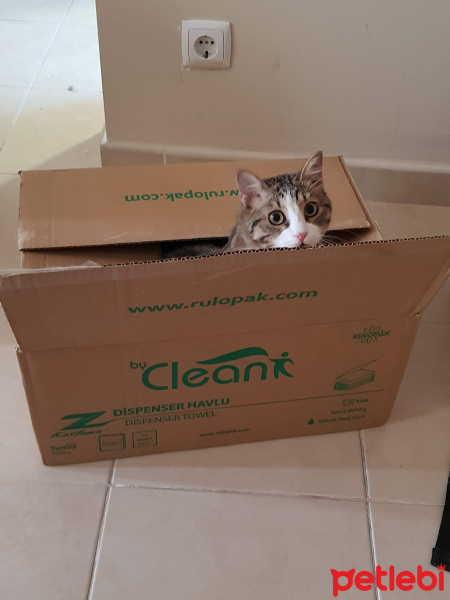 Tekir Kedi, Kedi  Rock Step fotoğrafı