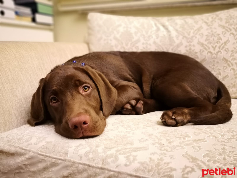 Labrador Retriever, Köpek  Solo fotoğrafı