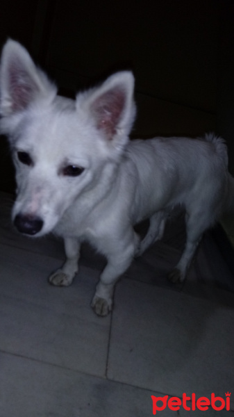 Pomeranyalı, Köpek  Mika fotoğrafı