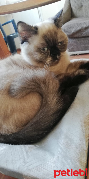 British Shorthair, Kedi  Vanessa fotoğrafı