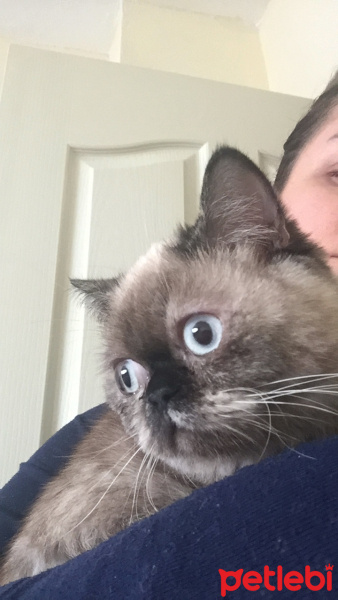 British Shorthair, Kedi  Vanessa fotoğrafı