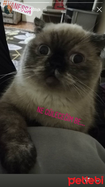 British Shorthair, Kedi  Vanessa fotoğrafı