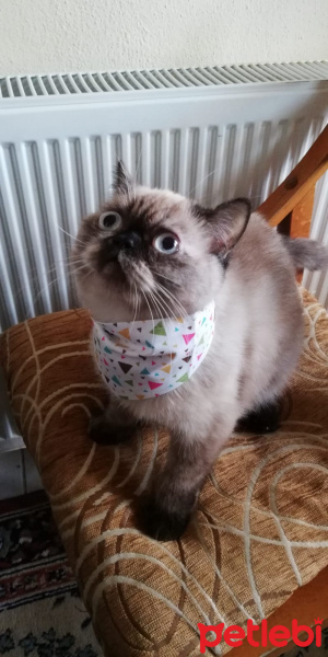 British Shorthair, Kedi  Vanessa fotoğrafı